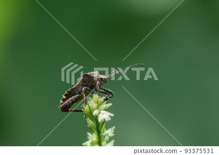 Hojoki bug 93375531