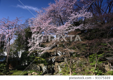 城市中的櫻花，靖國神社，城市中的綠洲 93375889