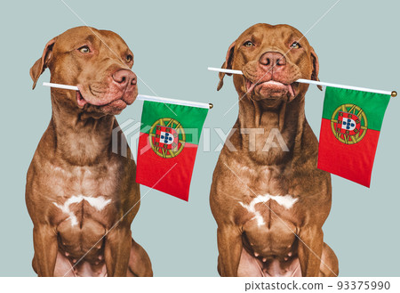 Lovable, pretty dog and Portuguese Flag. Closeup Lovable, pretty dog and Portuguese Flag. Closeup 93375990