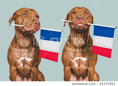 Lovable, pretty dog and French Flag. Closeup 93375991