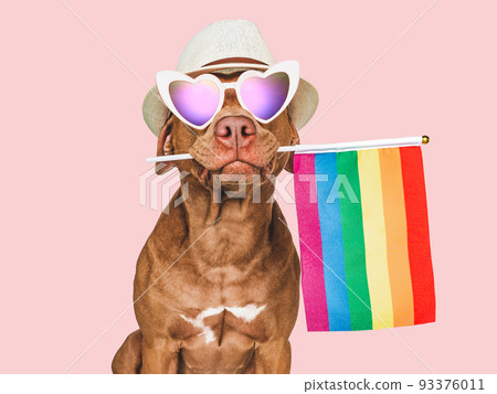 Lovable, pretty dog and Rainbow Flag. Closeup Lovable, pretty dog and Rainbow Flag. Closeup 93376011