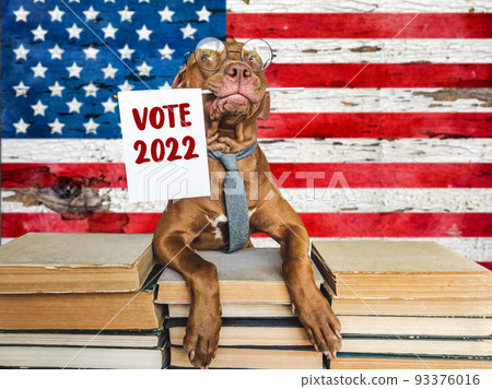Lovable, pretty dog holding an American Flag 93376016
