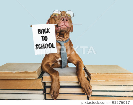 Back to school. Lovable, adorable puppy and vintage books Back to school. Lovable, adorable puppy and vintage books 93376017