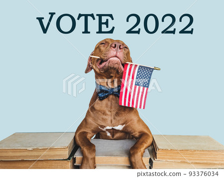 Lovable, pretty dog holding an American Flag 93376034
