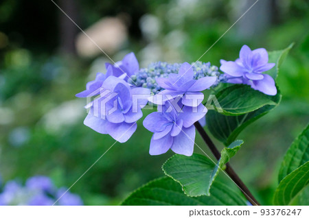 Ome City, Tokyo Early Summer Hydrangea at Kasumikyuryo Nature Park and Shiofune Kannonji Temple Ome City, Tokyo Early Summer Hydrangea at Kasumikyuryo Nature Park and Shiofune Kannonji Temple 93376247