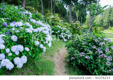 Ome City, Tokyo Early Summer Hydrangea at Kasumikyuryo Nature Park and Shiofune Kannonji Temple Ome City, Tokyo Early Summer Hydrangea at Kasumikyuryo Nature Park and Shiofune Kannonji Temple 93376253