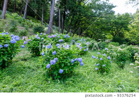Ome City, Tokyo Early Summer Hydrangea at Kasumikyuryo Nature Park and Shiofune Kannonji Temple Ome City, Tokyo Early Summer Hydrangea at Kasumikyuryo Nature Park and Shiofune Kannonji Temple 93376254