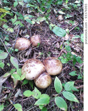 發現山松茸 93376993