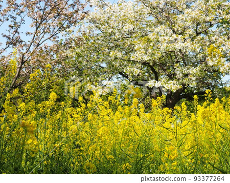 Collaboration of leaf cherry blossoms and rape blossoms 93377264