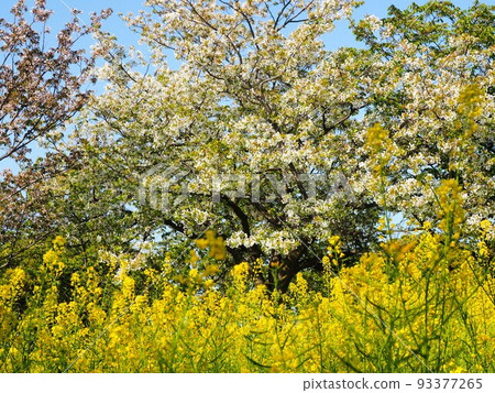 Collaboration of leaf cherry blossoms and rape blossoms Collaboration of leaf cherry blossoms and rape blossoms 93377265