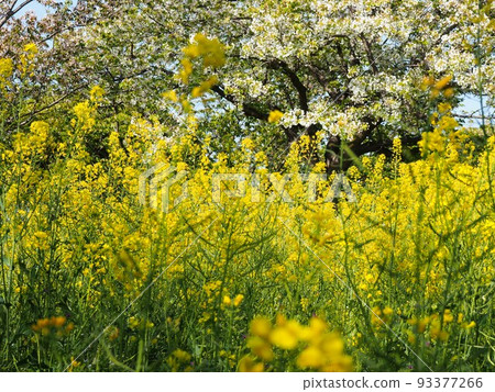 Collaboration of leaf cherry blossoms and rape blossoms 93377266