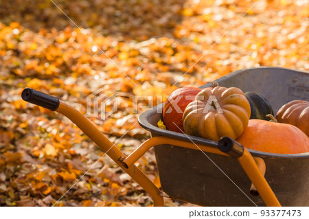 Orange pumpkins in the wheelbarrow stying on the autumnal maple leaves. 93377473