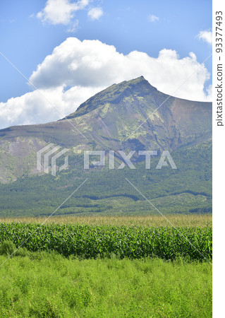 Shoot the scenery of Mt. Komagatake and dent corn fields in Morimachi, Hokkaido in summer 93377493