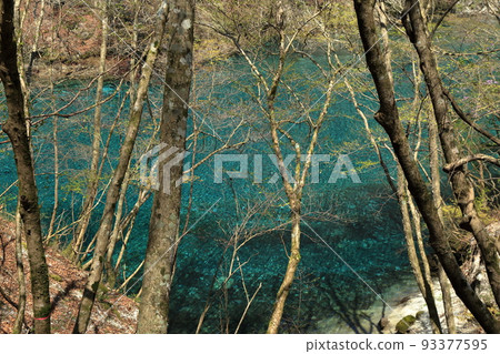 Yushin Valley的Yushin Blue(Kumaki Dam 2017年4月,神奈川縣山北町) Yushin Valley的Yushin Blue(Kumaki Dam 2017年4月,神奈川縣山北町) 93377595