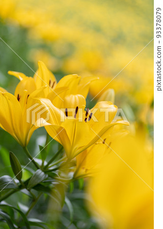 Yellow lily flowers 93378079