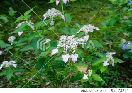 Ome City, Tokyo Early Summer Hydrangea at Kasumikyuryo Nature Park and Shiofune Kannonji Temple Ome City, Tokyo Early Summer Hydrangea at Kasumikyuryo Nature Park and Shiofune Kannonji Temple 93378215