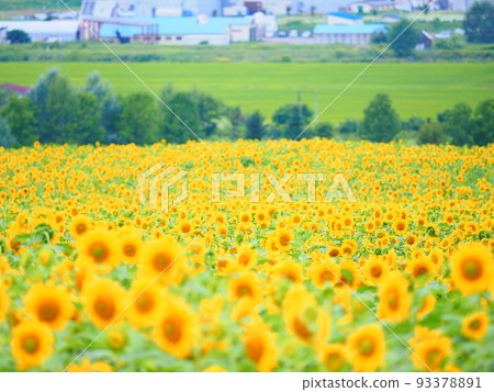 Sunflower field at Nayoro Sun Pillar Park, a superb view of Hokkaido 93378891