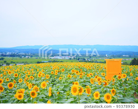 Sunflower field at Nayoro Sun Pillar Park, a superb view of Hokkaido Sunflower field at Nayoro Sun Pillar Park, a superb view of Hokkaido 93378930