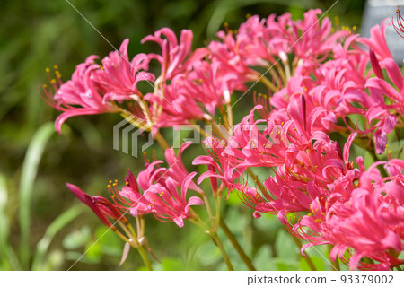 licorice cluster amaryllis manjushage pink red material image licorice cluster amaryllis manjushage pink red material image 93379002