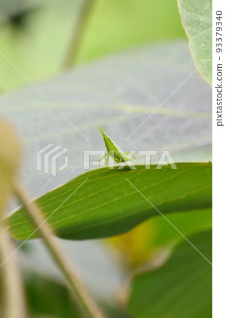Grasshopper stagnating in the leaves 93379340