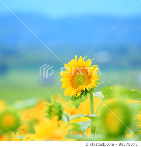 名寄太陽柱公園的向日葵花田 名寄太陽柱公園的向日葵花田 93379378