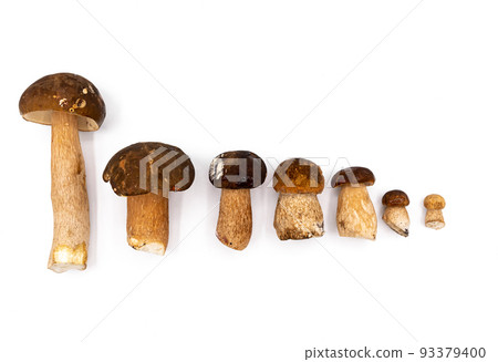 A number of forest mushrooms of different sizes and shapes on a plain white background. Lots of white mushrooms 93379400