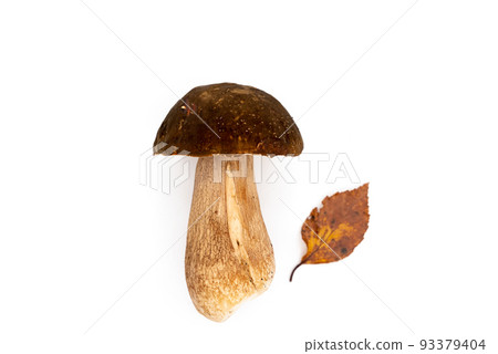 One whole edible mushroom on a white background isolated close-up, white mushroom, beautiful brown mushroom, penny bun One whole edible mushroom on a white background isolated close-up, white mushroom, beautiful brown mushroom, penny bun 93379404
