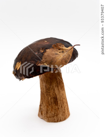 One whole edible mushroom on a white background isolated close-up, white mushroom, beautiful brown mushroom, penny bun 93379407