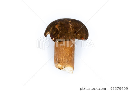 One whole edible mushroom on a white background isolated close-up, white mushroom, beautiful brown mushroom, penny bun 93379409