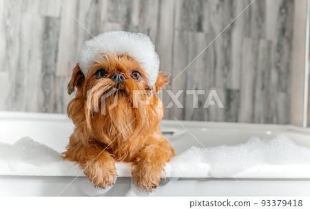 A cute little Griffon dog takes a bubble bath with his paws up on the edge of the tub 93379418