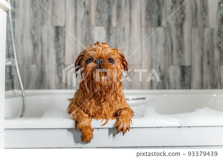 Wet dog. Brussels Griffon in the bathroom. Groomer washes the dog. Wet dog. Brussels Griffon in the bathroom. Groomer washes the dog. 93379439