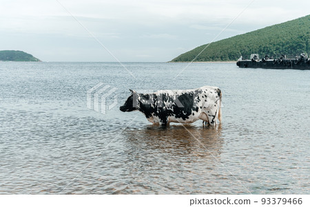 The cow is cooling down, going to bathe, taking a bath and standing in the sea The cow is cooling down, going to bathe, taking a bath and standing in the sea 93379466