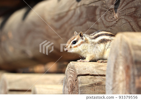 Cimarises的個人資料 93379556