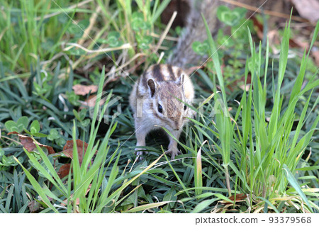 Chipmunk coming out of the grass Chipmunk coming out of the grass 93379568