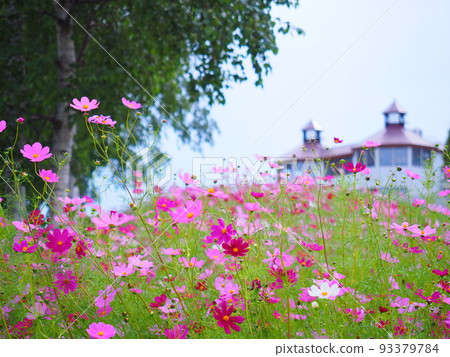 Superb view of Hokkaido Sheep and cosmos blooming on Kumo no Oka in Shibetsu City 93379784