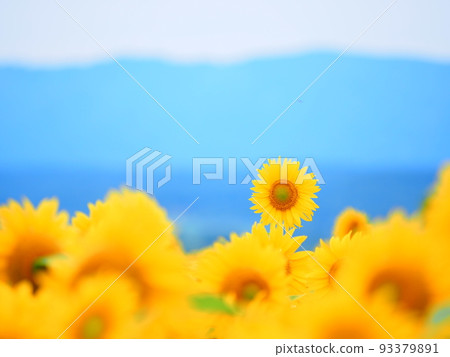 Sunflower field at Nayoro Sun Pillar Park 93379891