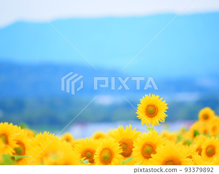 Sunflower field at Nayoro Sun Pillar Park 93379892
