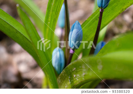 Blue scilla flower buds early spring blossom macro 93380320