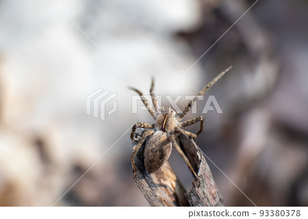 Small brown wild spider on branch bask in sun 93380378