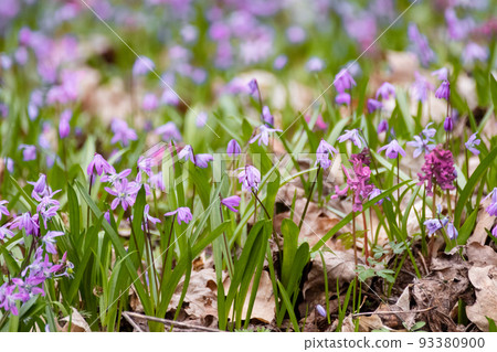 Purple, pink Squill flowers spring lawn close-up Purple, pink Squill flowers spring lawn close-up 93380900