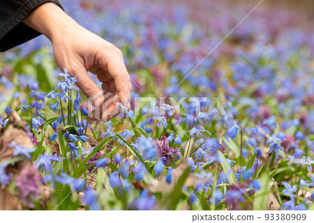 Hand touching blue Squill, Corydalis cava flowers Hand touching blue Squill, Corydalis cava flowers 93380909