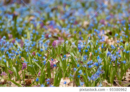 Blue Squill, Corydalis cava flowers spring lawn Blue Squill, Corydalis cava flowers spring lawn 93380962