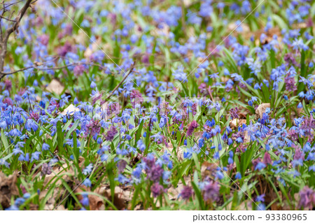 Blue Squill, Corydalis cava flowers lawn close-up Blue Squill, Corydalis cava flowers lawn close-up 93380965