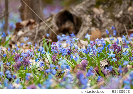 Scilla, Corydalis cava spring flowers forest lawn Scilla, Corydalis cava spring flowers forest lawn 93380968