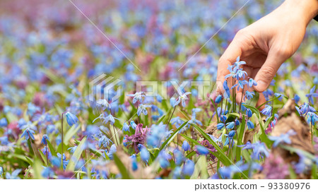 Hand touching blue Squill, Corydalis cava flowers Hand touching blue Squill, Corydalis cava flowers 93380976