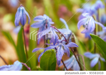 Blue Squill in dew drops spring flower macro blur Blue Squill in dew drops spring flower macro blur 93381010