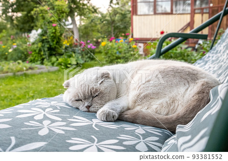 Funny short haired domestic white British cat sleeping on garden swing sofa. Kitten resting and relax in sun outdoors in backyard on summer day. Pet care and animals concept 93381552