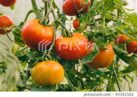 Gardening and agriculture concept. Fresh ripe organic red tomatoes growing in greenhouse. Greenhouse produce. Vegetable vegan vegetarian home grown food production 93381582