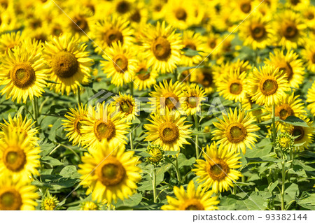 夏季的布引高原 盛開的向日葵和風車 福島縣郡山市 93382144