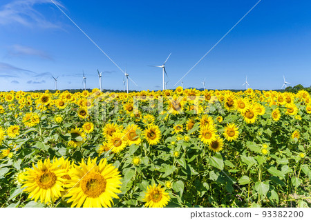 Nunobiki Kogen in summer Sunflowers in full bloom and windmills Koriyama City, Fukushima Prefecture Nunobiki Kogen in summer Sunflowers in full bloom and windmills Koriyama City, Fukushima Prefecture 93382200